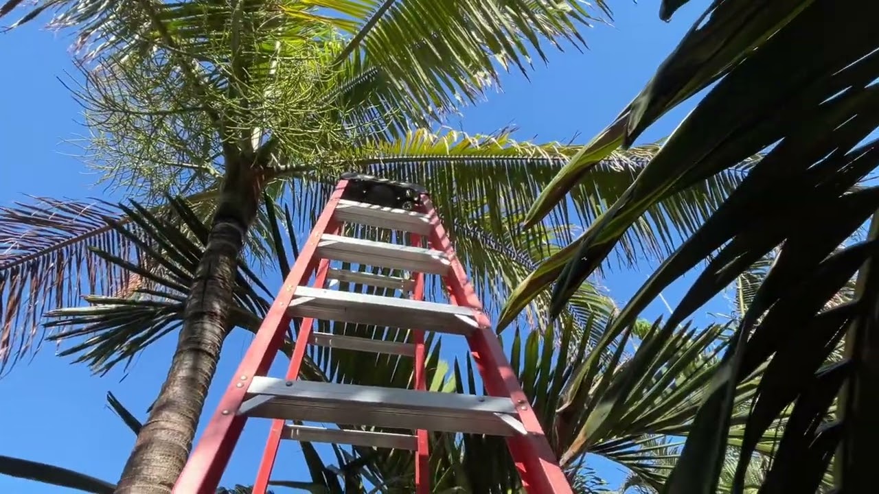 2025 pollinating season- hybrid palm tree seed production