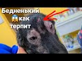 ДЖЕКУ ДЕЛАЮТ СОСКОБ КОЖИ🥺 НА ВЫЯВЛЕНИЕ ПОДКОЖНОГО КЛЕЩА