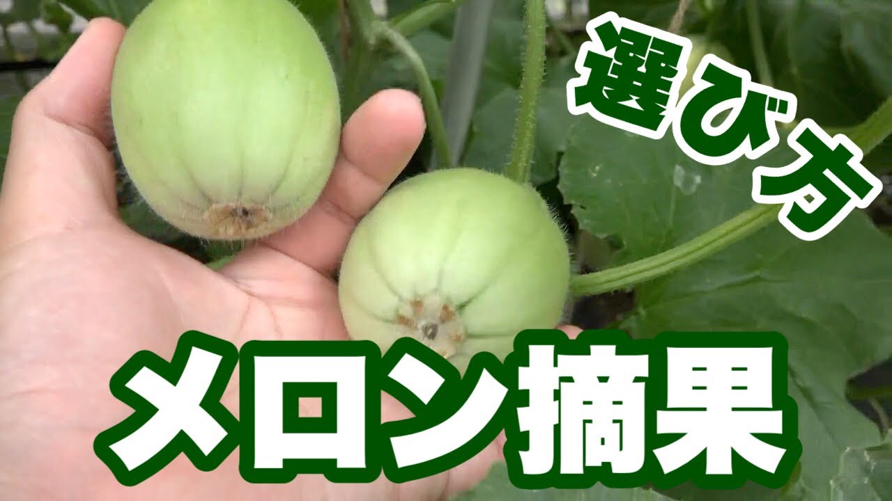 摘果 取り除く するメロンの見分け方 選び方 美味しい実を残そう Youtube