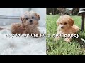 a day in my life with a new *maltipoo* puppy