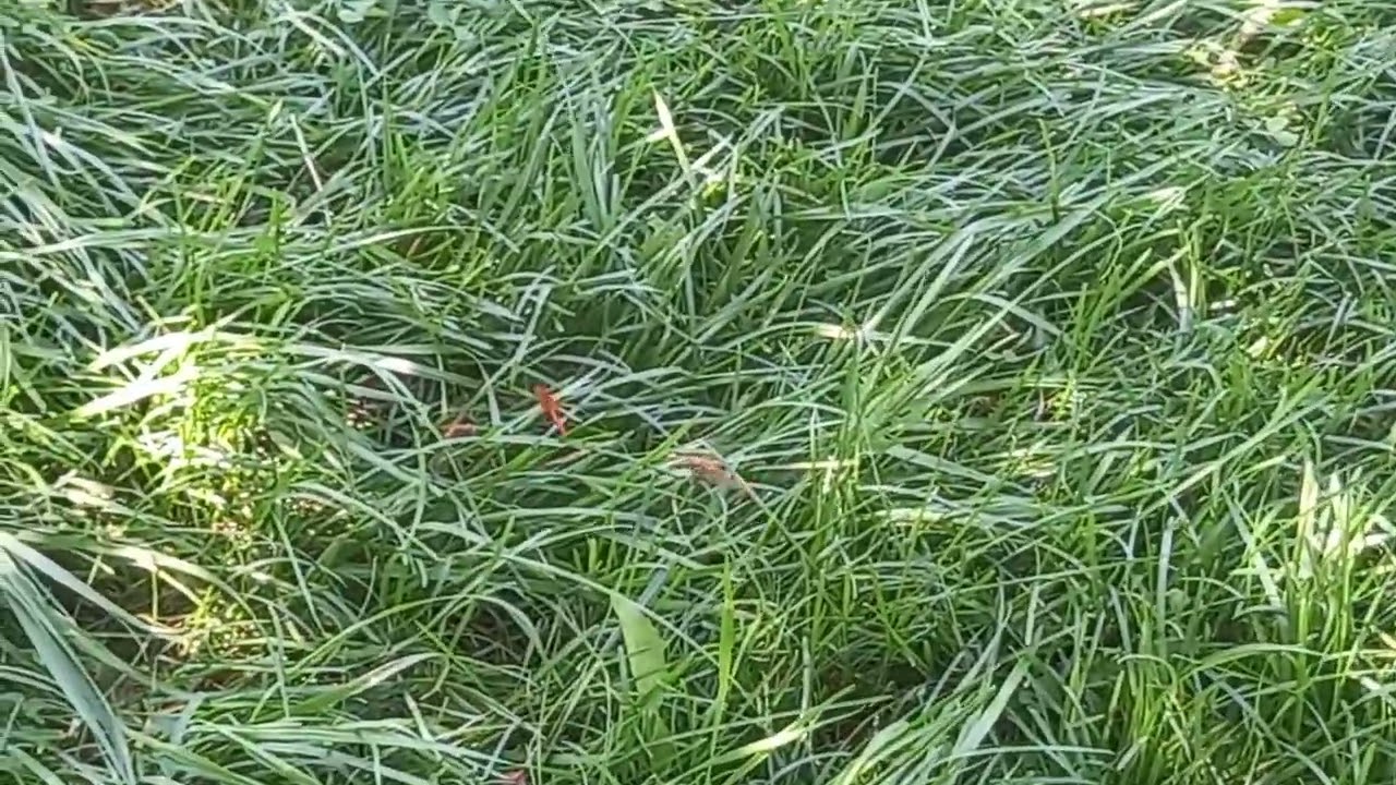 Liebe von den Libellen/Augenstecher. Fortpflanzungsinstinkt.