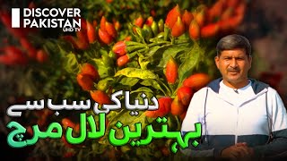 World's Best Red Chilies Farming in Pakistan | Kissan Ka Pakistan