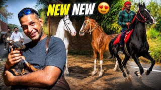 2 Black horses Pasand Aagye😍Phli Baar Ye Chaalbaaz Sindhi Ghodi Aagyi Narshringar Ke Liye Pyar krne😘