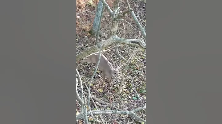 Kentucky public land deer