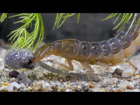 Wideo: Jak radzić sobie ze stresem w Fish Aquarium