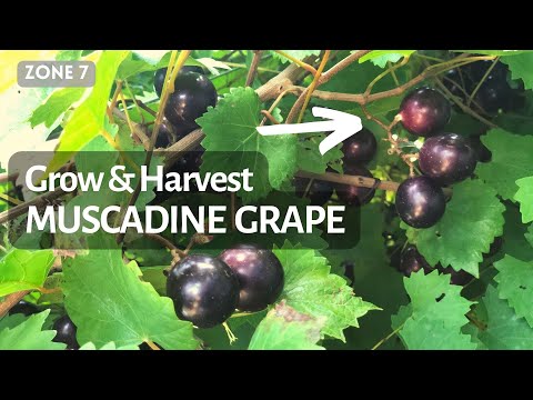 Video: Wanneer muscadine-druiven plukken?