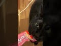 【黒猫】おはぎにチュールをあげるとホラーになる