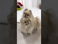 親子でカーテンかぶるの可愛いすぎ! #dog