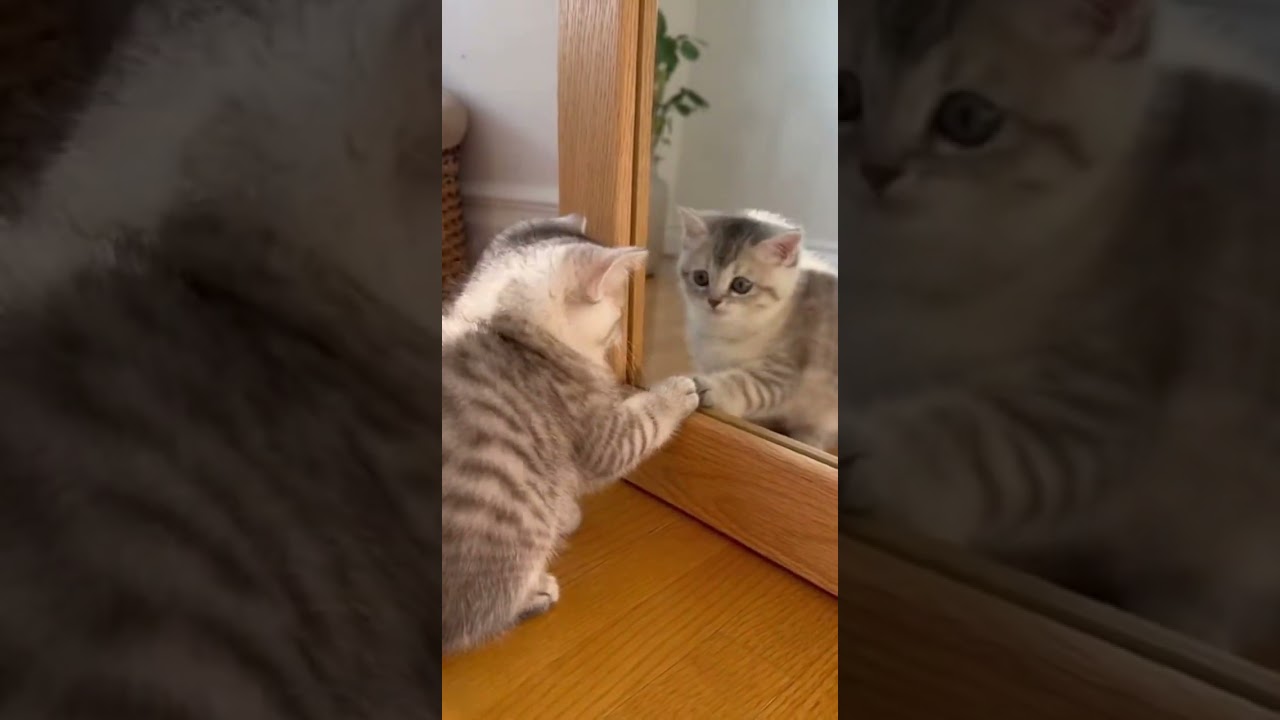 Kitten's FIRST TIME Seeing a Mirror! 🐱🪞 (Spicy Crab Walk & Confusion)