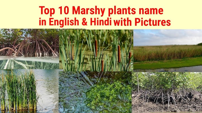 Marsh Definition Types Examples Britannica 59 OFF top-30-muhavare-in-hindi-hindi