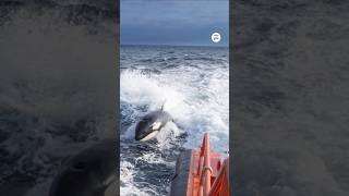 Un grupo de orcas embiste a un velero en Galicia y le destroza parte del timón