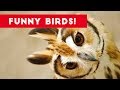 Funny Parrot  amp  Bird Videos Weekly Compilation July 2017   Funny Pet Videos