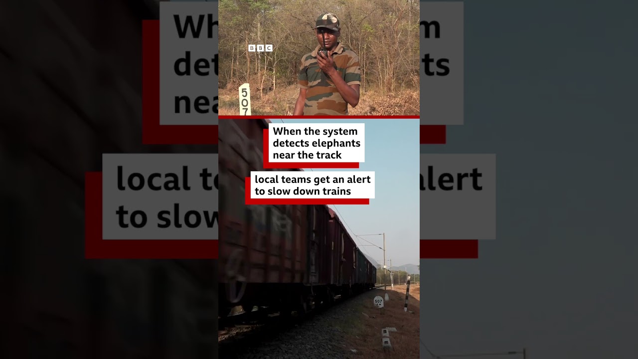 AI surveillance helps save elephants from trains | BBC News India