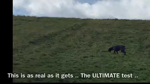 Can you stop a dog from chasing sheep once it has killed them? What is livestock avoidance training?