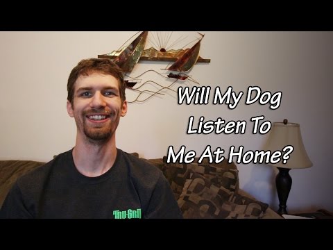 will-my-dog-listen-to-me-at-home?-|-private-dog-training-that-works