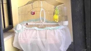 1:01 de Şafak Birik eşşek diyor..:))))