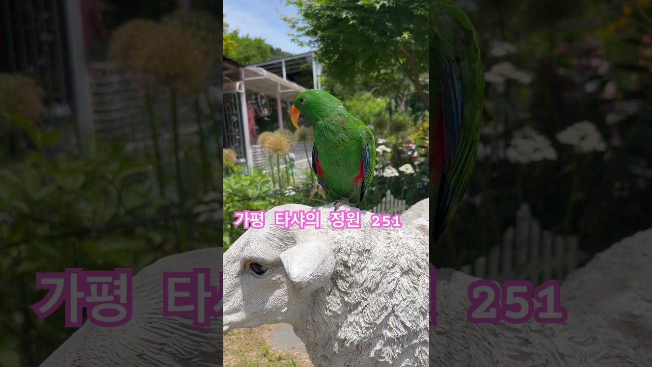 #가평 #타샤의정원251 #민간식물원 #식물원 #식물원카페 #shortsvideo #shortvideo #shorts #short