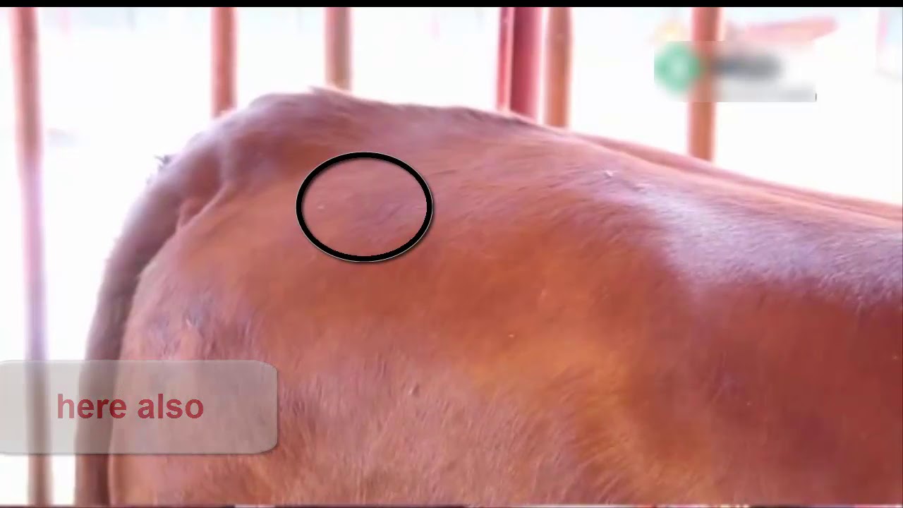 intramuscular injection technique in cattle - YouTube