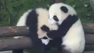 Жесткая драка малышей панды|CCTV Русский