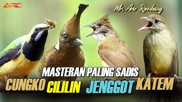 MASTERAN KAPAS TEMBAK - CUNGKO - CUCAK JENGGOT - CILILIN