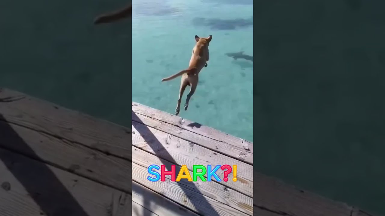 When Dogs Jump Into Water Dog Animal Shorts