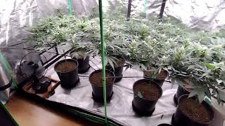 Grow room update: so many strains!!! 4x8 and 3x3 flower, week 7 and 4