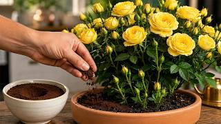 How To Propagate Rose Cuttings Naturally! Even Beginners Can Do It! screenshot 3