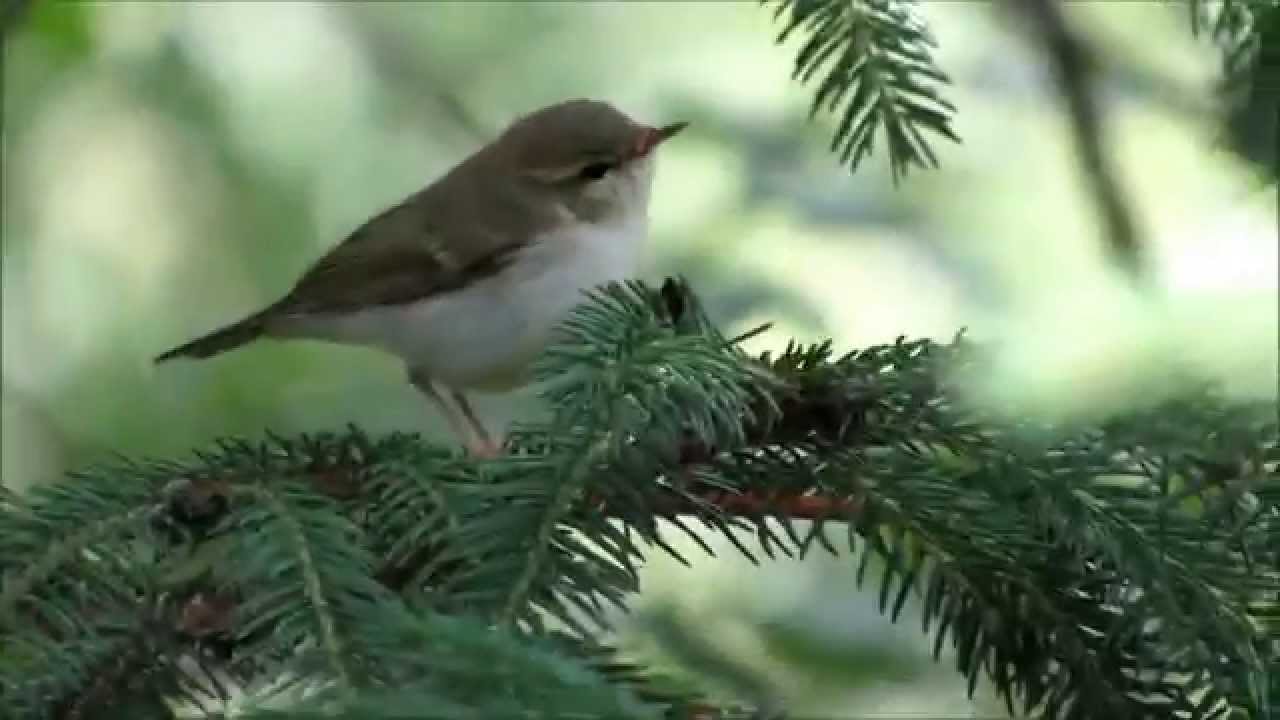 Greenish Warbler Family --- Budníček zelený, vylétaná mláďata 