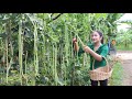 Raining season, Harvest long bean for cooking / Long bean recipe / Cooking with Sreypov