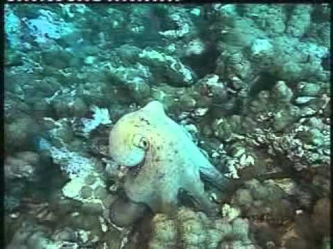 Video: Má chobotnica atrament?