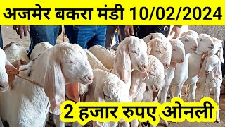 अजमेर बकरा मंडी 10/02/2024 2 हजार रुपए।