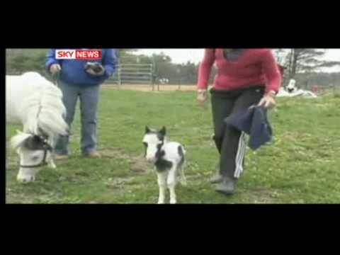 World's Smallest Horse Pinto Stallion Einstein Born In US.