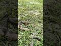 After getting rain water, the fish rose up upstream #shorts #shortsviral #fishing #trending
