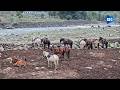 Pony walas of Pahalgam raise concerns over new ‘one licence, one horse’ policy; admin defends move