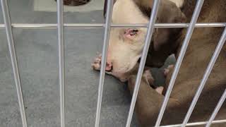 acs A667280
