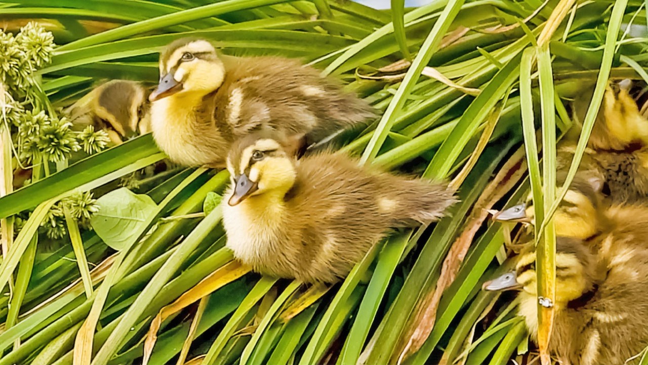 Утята без матери напуганы вороной. Выживут ли они?