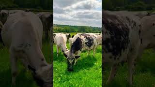 Cows eating grass #asmr #cows #farming