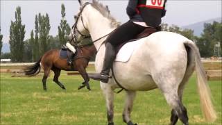 Holly cross country schooling (intro & pre-training)