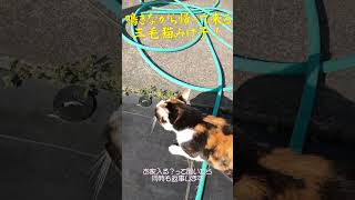 鳴きながら帰ってる三毛猫みけ子！ #三毛猫 #ねこ
