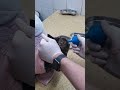 Акула , котик с Вик и хроническим ренитом , обработка
