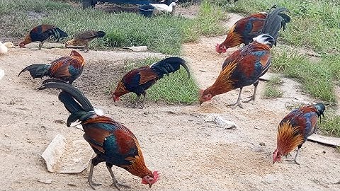 Hello, come and see our chickens on 30/7/25