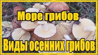Море грибов / Тихая охота / Виды осенних грибов