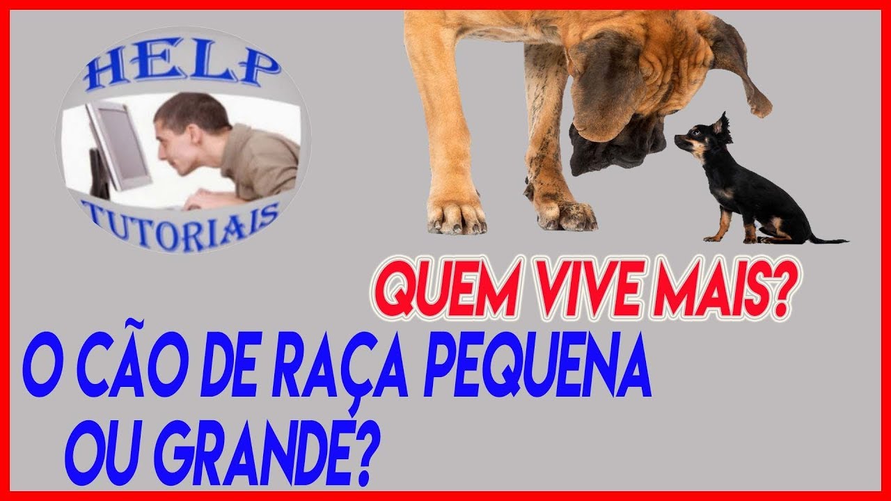 Calculadora revela idade 'real' de cães e a idade 'canina' dos