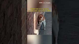 When one wrong step means wet cement trouble Net Worth