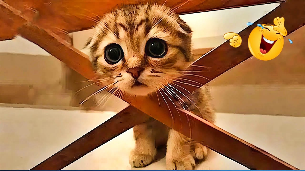 Vídeo De Risa De Animales 2025 😹🐶 Perros y Gatos Chistosos 🐱 Videos De ...