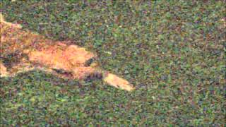 dog.exe