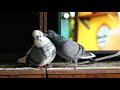 Любовь голубя Малыша и голубки Киры