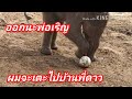 ช้างพึ่งคลอดได้อาทิตย์หัดเรียนรู้เตะบอล