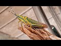 locustsy | Swarm of locusts | locust Swarm 2020 | BBC Earth