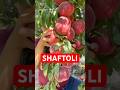 SHAFTOLI KOCHATLARI OPTIMGA #shaftoli #персик